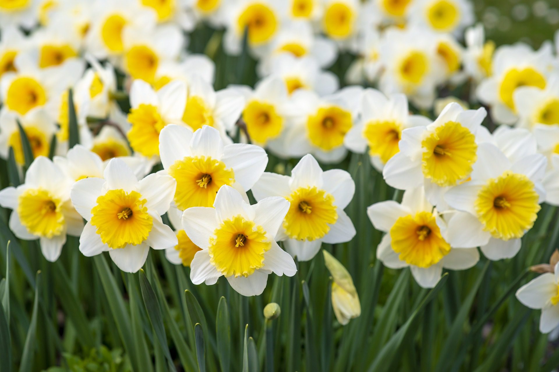 spring